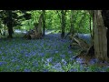 Stunning Bluebell Wood in Spring. Soothing Sounds of Nature - Birds Singing