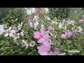 BLOOMS HIBISCUS BEAUTIFUL FLOWERS ..SEOUL KOREA 🇰🇷