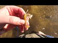 How to Catch Hundreds of Ghost Shrimp