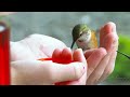 Hand feeding Hummingbirds