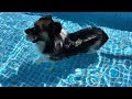 愛犬にプールで涼しくなってもらう　Let my dog ​​cool off in the pool