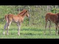 Baby Horses Playing In The Field