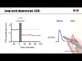 4.4 Synaptic plasticity