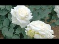 MILLION ROSE  GARDEN  ..BOUQUETS OF FLOWERS 🌹🌹.BUCHEON PARK..KOREA 🇰🇷