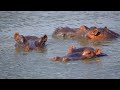 Wild Africa 8K | Relaxing wild nature scene movies | Collection of predators