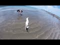 Puppy on the Whales Tail, Uvita Costa Rica