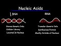 DNA vs RNA learn more science with me watch and subscribe