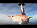 How to catch 20 lbs red snappers 8 miles out.