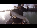 Fall Muskie Fishing on the River