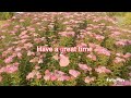 BEAUTIFUL PINK SPIRAEA FLOWERS BLOOMS GARDEN WALK...SEOUL KOREA 🇰🇷