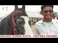 किसानों के बिकाऊ मारवाड़ी घोड़े Nagaur Horse Market Pashu Mela 2024 Indian Horse Price Sale Video