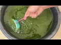 How to Culture Moina Using Green Water