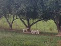 Lambs at play