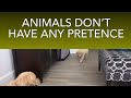 WHAT CAN WE LEARN FROM THE ANIMALS