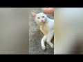 funny cats video | cats and animals #funnyvideos #funnymoments #funny