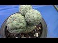 San Diego Cactus & Succulent Society Summer Show 2024 Pt. 2/6