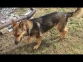 Basic Commands German Shepherd - Ardent Haus' Ranger