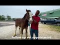 YouTube’s Heart Horse! - Rescued Clydesdale One Year Transformation In 20 Minutes!