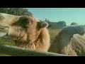 WE HAVE CAMEL'S IN LATVIA // TRIP TO BELARUS (2TH TIME) - BACK HOME FROM BELARUS