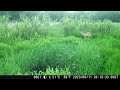 TrailCam 06/04/23-06/17/23