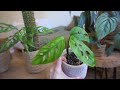 MY FIRST HOUSEPLANT TOUR | SPRING '24