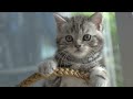Top 10 CALMEST CAT BREEDS 🐱 The Chillest Cats