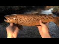 Trout Fishing with Spinners | GIANT BROWN TROUT | MN Trout Stream