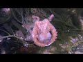 Timelapse North Pacific Starfish V octopus.Octopus defends eggs.
