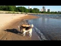 Red at Montrose Beach 6-12-12