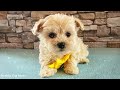 Dog TV with Best Relaxing Music For Dogs & Chill Dog Out with Music