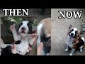 MY CUTE LITTLE PUPPY THEN AND NOW//PET DOG//DOGS PLAYING AROUND