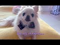 우리집 강아지들이 다리 쭉 뻗고 자요 꿀잠 자게 만든 방석/쭉쭉방석 Cushion for your dog to sleep comfortably