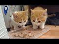 rescue kittens eating like kings...