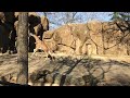 Beautiful galloping Giraffe at the Philadelphia Zoo.  In memory of the execution of Marius.