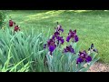 Spring iris garden 2023