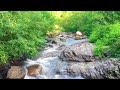 Sound of Flowing Water, Chirping of Birds | Morning Relaxation Sounds | White Noise for Sleep