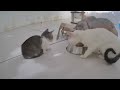 Funniest Dogs and Cats 😍🐕 Funniest Animals 2024 😂😻
