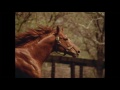 Secretariat in retirement