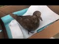 Birdie on a dog walk Day 8 - Eurasian Dove rescue rehabilitation journey PART 9