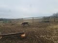 Our New Bull Calf and his Mom.