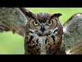 Great Horned Owl - The Silent Killer
