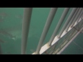 Great White Sharks Mossel Bay January 2012