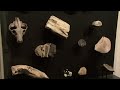 America's National Treasures: Fossil Treasures of the Pacific Northwest