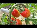 Томаты вмиг заплодоносят, фитофторы у помидор не будет никогда. Подкормите в июне - июле томаты так!