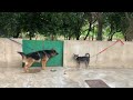 Three month old puppy arguing with Bruno #shortvideo #ashortaday #cuteanimals #dogs #funnyvideo #fun