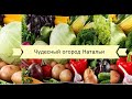 Посев моркови весной: сроки и правила