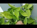 All Veriety Of Singonium Care Propagation| Singonium Low Maintenance Indoor plant #syngonium