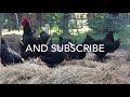 Chicken Breed Analysis: The Australorp