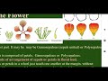 Morphology of Flowering Plants Part 2