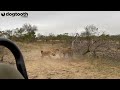Lion Attacks Hyena Just SIX FEET Away From Tourists || Dogtooth Media